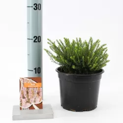 Gausiažiedė erika - Erica darleyensis GHOST HILLS