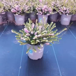 Gausiažiedė erika - Erica darleyensis GHOST HILLS