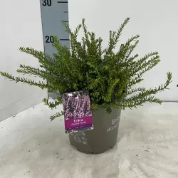 Gausiažiedė erika - Erica darleyensis GHOST HILLS