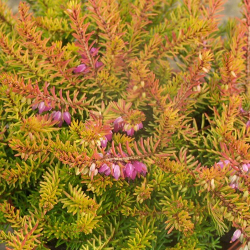 Gausiažiedė erika - Erica darleyensis f. aureifolia MARY HELEN