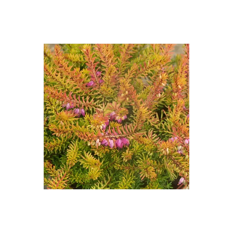 Erica darleyensis MARY HELEN