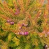 Erica darleyensis MARY HELEN