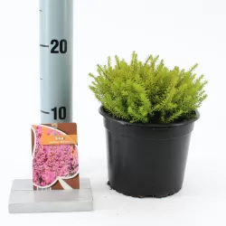 Erica darleyensis MARY HELEN