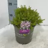 Gausiažiedė erika - Erica darleyensis f. aureifolia MARY HELEN