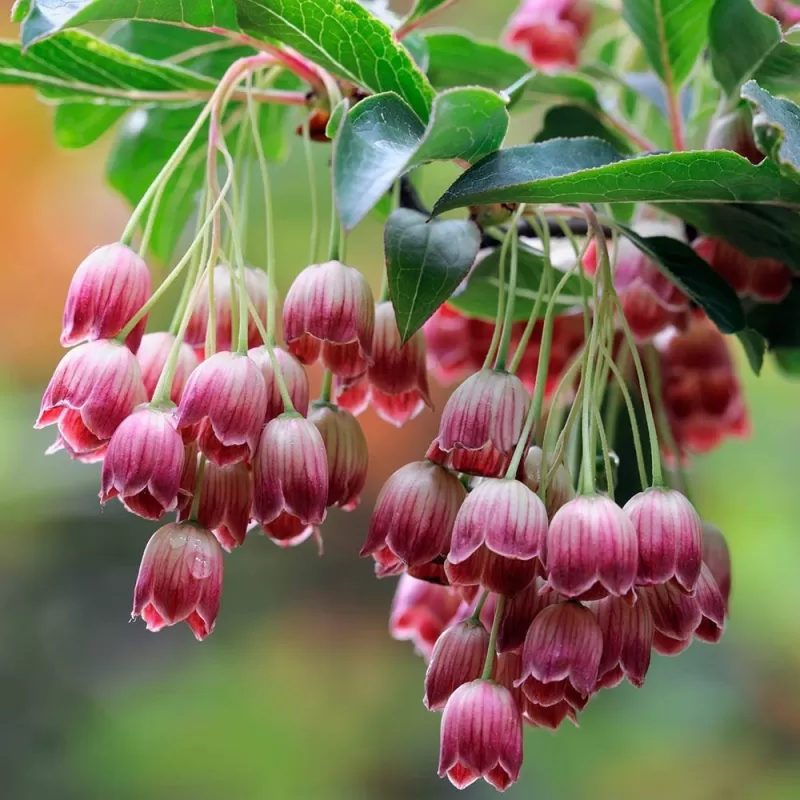 Katilėlinis sietminas - Enkianthus campanulatus