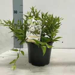 Radastas (šiurkščioji deucija) - Deutzia scabra NIKKO