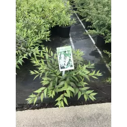 Radastas (šiurkščioji deucija) - Deutzia scabra NIKKO