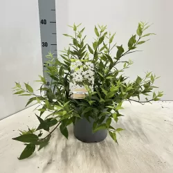 Radastas (šiurkščioji deucija) - Deutzia scabra NIKKO