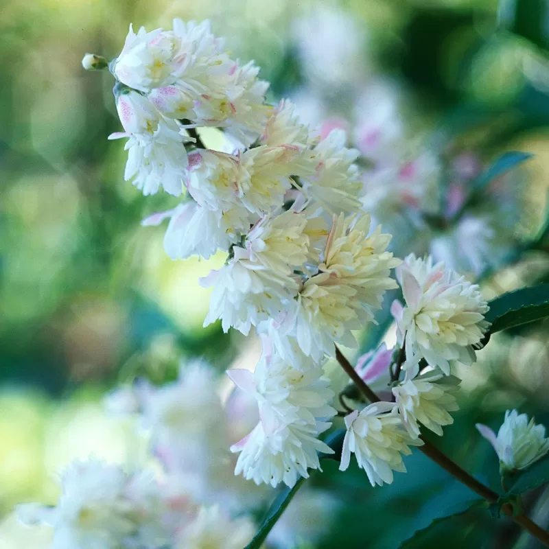 Radastas (šiurkščioji deucija) - Deutzia scabra NIKKO