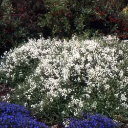 Radastas (šiurkščioji deucija) - Deutzia scabra NIKKO