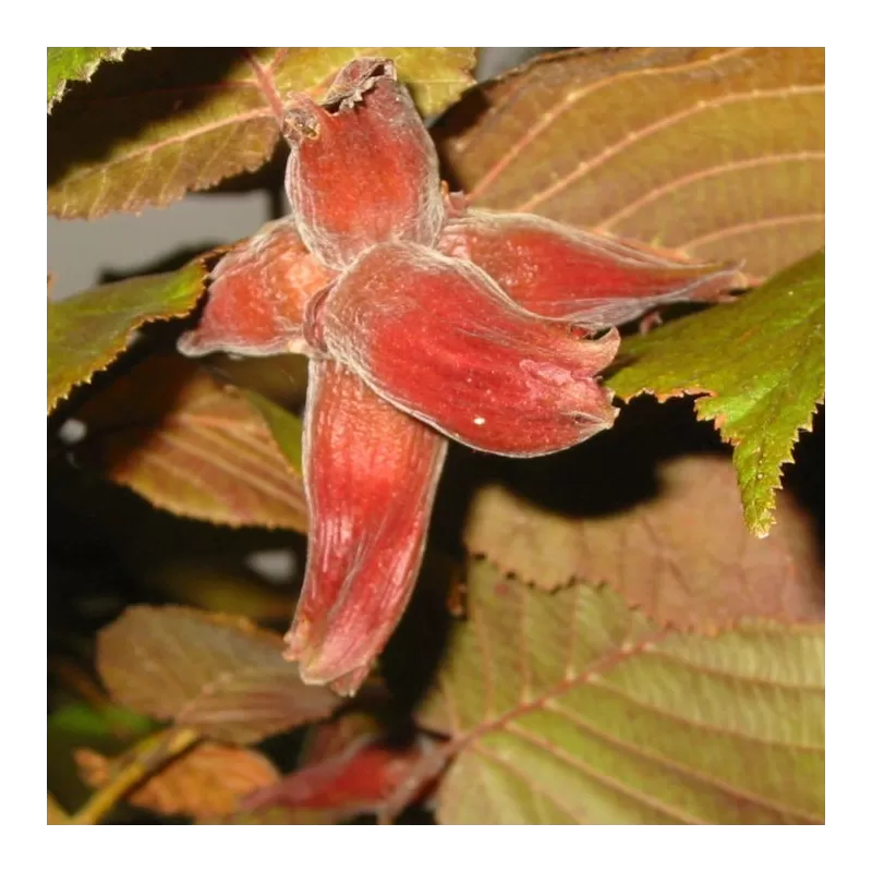 Hazel - Corylus maxima PURPUREA