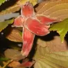Hazel - Corylus maxima PURPUREA