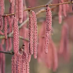 Hazel - Corylus maxima PURPUREA