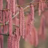 Hazel - Corylus maxima PURPUREA