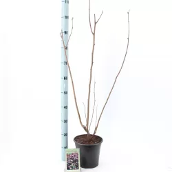 Hazel - Corylus maxima PURPUREA