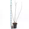Hazel - Corylus maxima PURPUREA