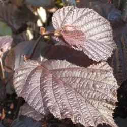 Hazel - Corylus maxima PURPUREA