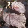Hazel - Corylus maxima PURPUREA