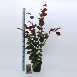 Hazel - Corylus maxima PURPUREA
