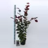 Hazel - Corylus maxima PURPUREA