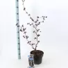 Didysis lazdynas - Corylus maxima RED MAJESTIC