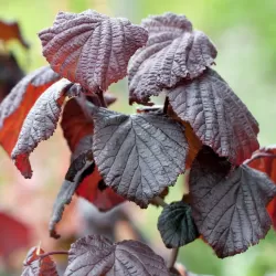 Didysis lazdynas - Corylus maxima RED MAJESTIC
