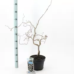 Didysis lazdynas - Corylus maxima RED MAJESTIC