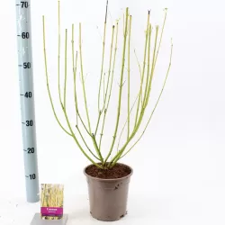 Palaipinė sedula - Cornus sericea FLAVIRAMEA