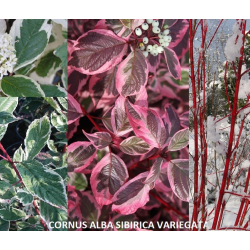 Baltoji sedula - Cornus alba SIBIRICA VARIEGATA