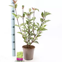 Baltoji sedula - Cornus alba KESSELRINGII