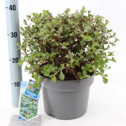 Grifito purkvė - Ceratostigma griffithii