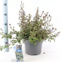 Grifito purkvė - Ceratostigma griffithii