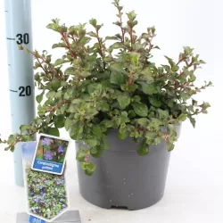 Ceratostigma griffithii