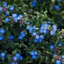 Grifito purkvė - Ceratostigma griffithii
