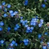 Ceratostigma griffithii