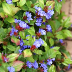 Grifito purkvė - Ceratostigma griffithii