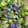 Grifito purkvė - Ceratostigma griffithii