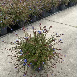 Grifito purkvė - Ceratostigma griffithii