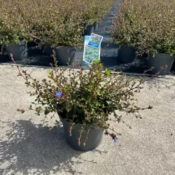 Grifito purkvė - Ceratostigma griffithii