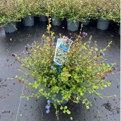 Grifito purkvė - Ceratostigma griffithii