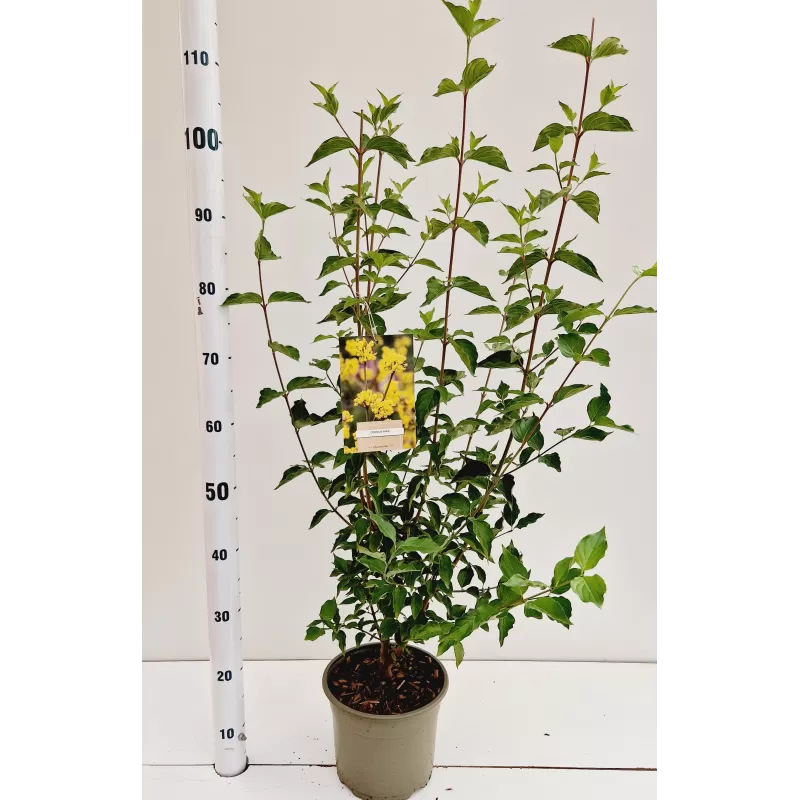 Geltonžiedė sedula - Cornus mas