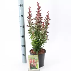 Išankstinis augalų užsakymas internetu