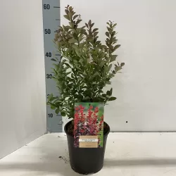 Išankstinis augalų užsakymas internetu