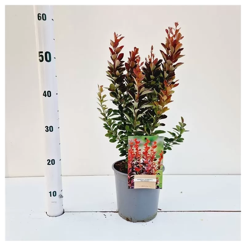 Išankstinis augalų užsakymas internetu