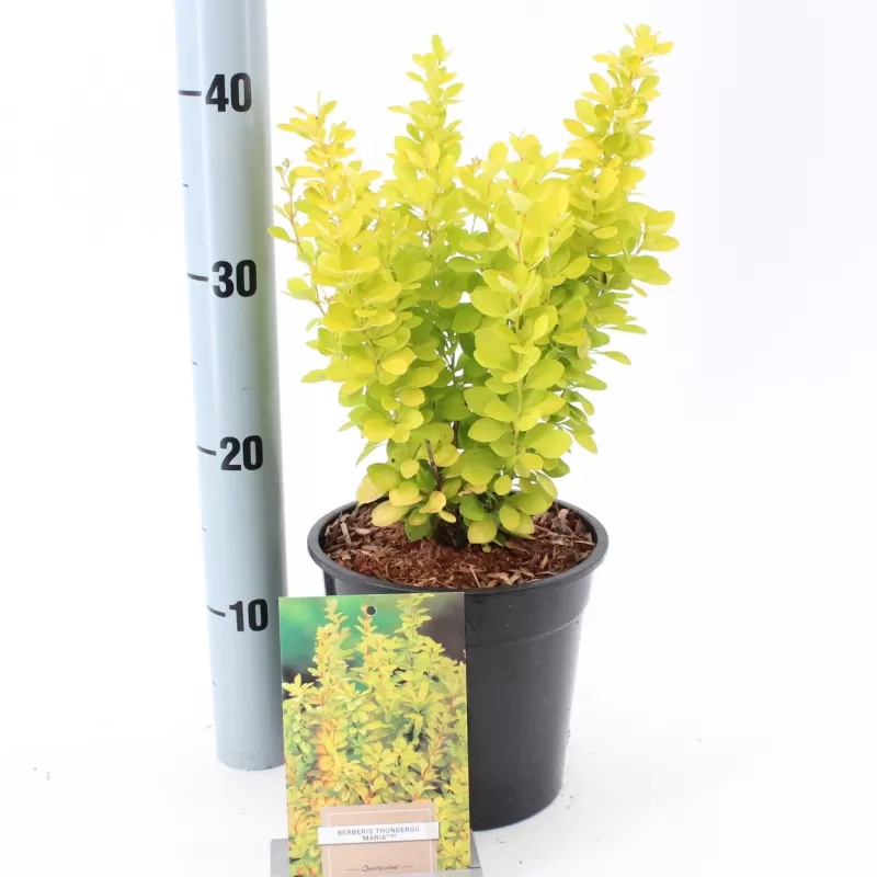 Tunbergo raugerškis - Berberis thunbergii 'Maria' PBR P9 30 CM