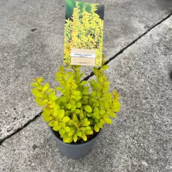 Tunbergo raugerškis - Berberis thunbergii MARIA