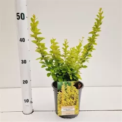 Tunbergo raugerškis - Berberis thunbergii 'Maria' PBR P9 30 CM