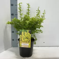 Tunbergo raugerškis - Berberis thunbergii 'Maria' PBR P9 30 CM