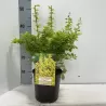 Tunbergo raugerškis - Berberis thunbergii 'Maria' PBR P9 30 CM