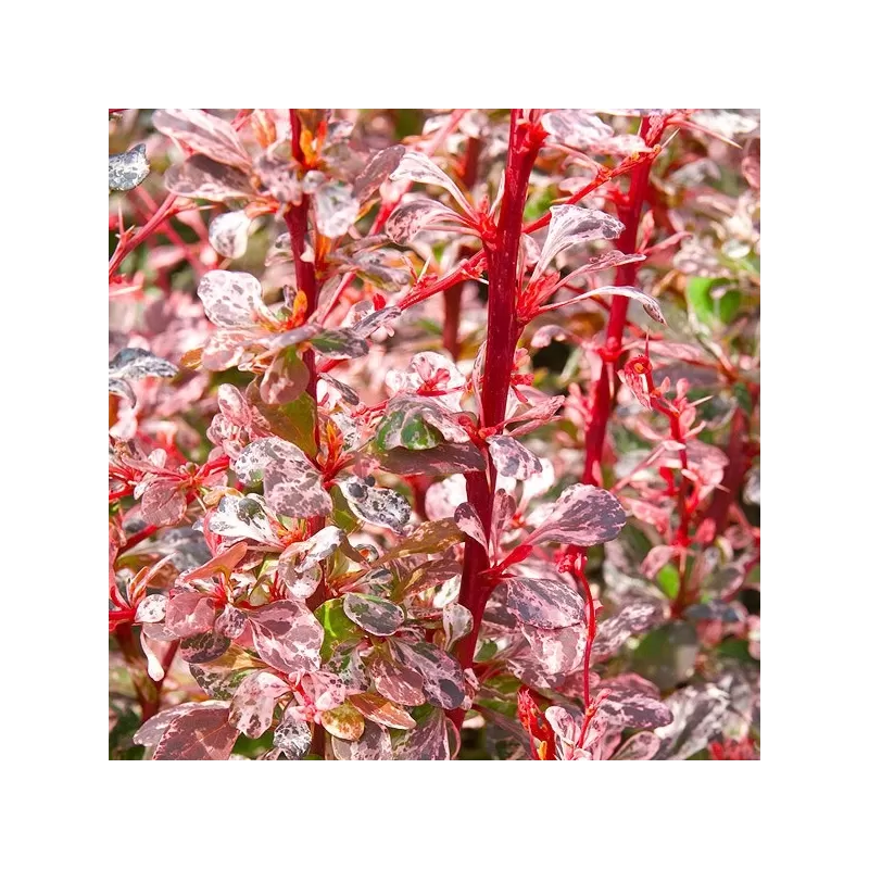 Berberis thunbergii HARLEQUIN